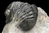 Detailed Gerastos Trilobite Fossil - Morocco #141684-5